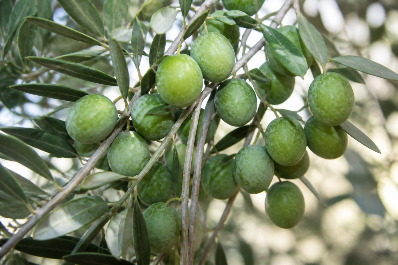 Taze yeşil zeytin